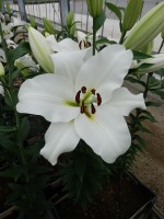 [4613 VZ W08 3008-02 No02.JPG]